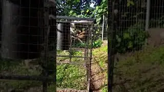monkeys trap in cage before translocate to other forest #monkey