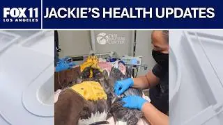 Big Bear eagle Jackie improving despite previously in critical condition
