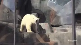 Polar bear Kali explores his new habitat at Saint Louis Zoo