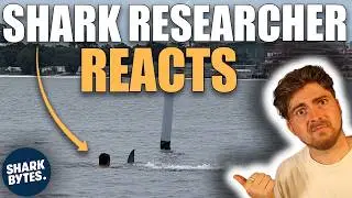 Shark Scientist Reacts to INSANE Shark Attack Videos!