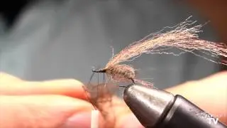 Pupa di Sedge