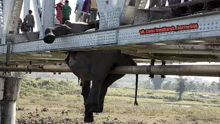 Animal hits by train | Train hit animals