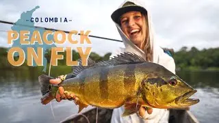 Peacock and Payara heaven - Fish Colombia
