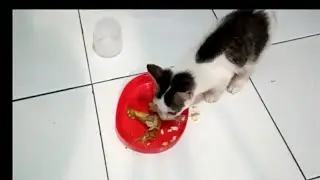 #Shiro Berkata Enak enak | #KucingBicara | #TalkingCat | #funnycats