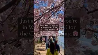 Best Photo Spot with the Cherry Blossoms at the Tidal Basin in Washington DC! 🌸