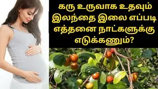 கரு உருவாக உதவும் இலந்தை இலை எப்படி எத்தனை நாட்களுக்கு எடுக்கணும்? | ilanthai ilai benefits in tamil
