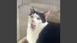 敏感