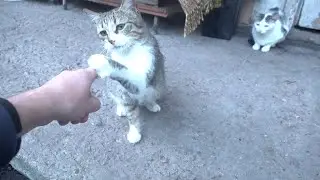 The lady boxer cat is not afraid of the feral dogs