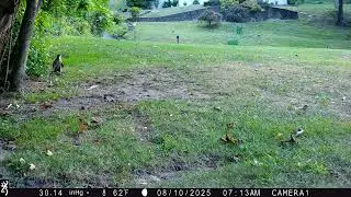Coopers Hawk Attacking a Grey Squirrel