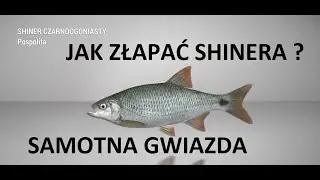 Fishing Planet - Shiner Czarnoogoniasty