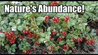 WILD CRANBERRIES ~ Wildfood Foraging and Identification