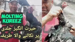 Chicken Food Kurrak 4 Fast Molting Shiny Feathers Pr Kureez Kurech | Faisalbutt27 Murga Information