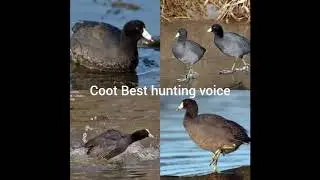 coot best sound