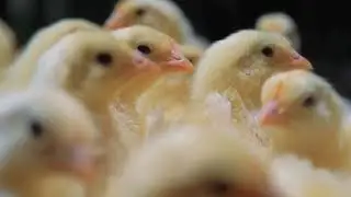 Boehringer Ingelheim Poultry Training: Best Practices for Drinking Water Vaccination