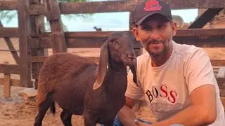 ANIMAIS DISPONÍVEIS A VENDA VAL DAS OVELHAS 