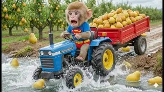 Monkey SuSi’s Pear Harvest Turns Into Chaos When Her Tractor Cart Breaks — But Her Genius Move Wins!