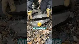 Is This Rock &ldquo;chock-a-block!&rdquo; With Fossils❓🤔#fossilhunting#fossilhunter#shortsvideo