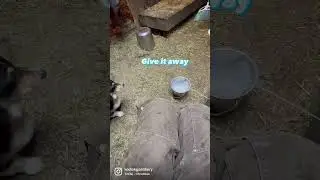 How to feed the dog and milk the goat at the same time #goatmilking #corgi #goatmilk #alaska