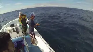 Olhete no light jig - yellow tail on light jig