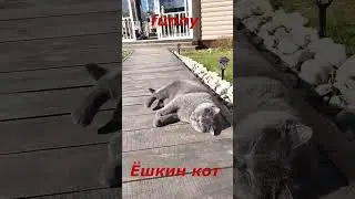 Самые смешные ЖИВОТНЫЕ #61. Веселые приключения пушистиков  #shorts #funnyanimalsvideo #смех