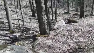 Freedley Quarry, Dorset VT. 5.7.20