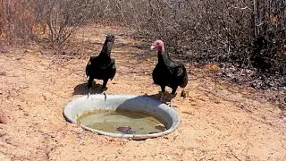 URUBUS BEBENDO ÁGUA NO CALOR DO SERTÃO EM SÃO BENEDITO CE | ANIMAIS SILVESTRES