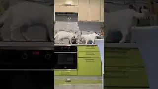 Хвостатые правила #рунаиаякс #catlovers #cat #shortsfeed #shorts