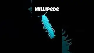 Животные, которые светятся в темноте #youtubeshorts #shorts #factshorts #facts #shortsvideo