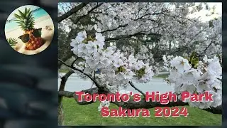 Toronto's High Park Sakura - 2024 Blossoms are amazing!