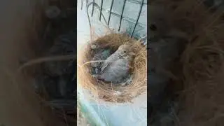 Diamond dove chicks
