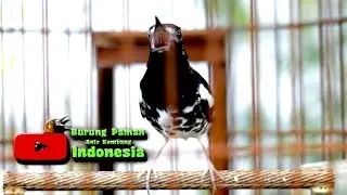 PANCINGAN ANIS KEMBANG AGAR SELALU BERKICAU #aniskembang