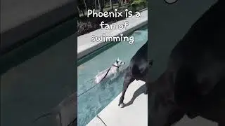 Phoenix loves the water #dogs #swimming #animals #love #westielove