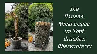 banane im Topf &uuml;berwintern
