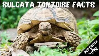 Факты о бороздчатых черепахах, которые вам стоит услышать!