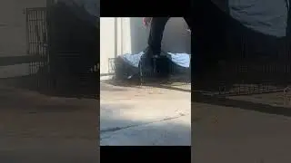 Rescuing friendly colony cats