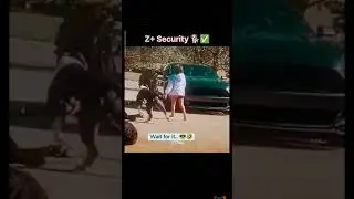 Z+ Security 🐕✅🗿#aura #sigma #trollface #edit #respect 🗿