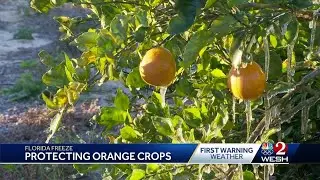 &ldquo;If it saves a fruit, it&rsquo;s worth it&rdquo;: Citrus farmer protects oranges from freeze