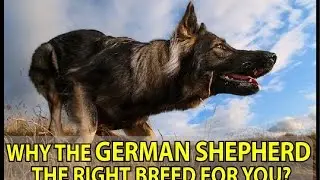 What you need to know about German Shepherd ? (  german shepherd barking )
