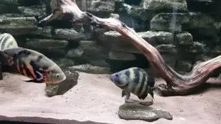 Datnioides Campbelli Fight 08.04.2017