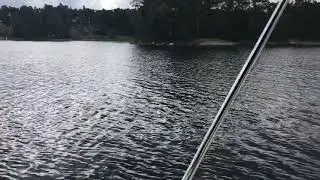 Kelt White Shark 225
