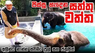 තරුපහේ හෝටලයක් වැනි අම්බානිලාගේ සත්තු වත්ත - වැන්ටාරා | Vantara: World&rsquo;s Largest Private Zoo