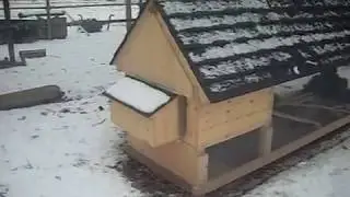 My quail coop and run!