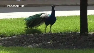 Last missing peacock from Willoughby found safe