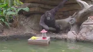 [4K] *New: Jungle Cruise w/ New Loading Platform! Newly reopened Disneyland POV