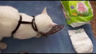 Наш кот в памперсе
