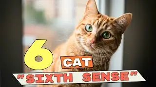 From Illness to Earthquakes: How Your Cat Senses Danger Before You Do