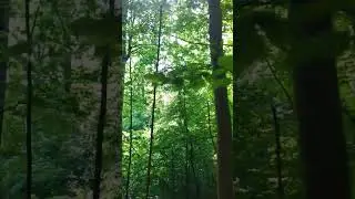 #nature #forest #relaxing #naturesounds #2024 #relaxingmusic