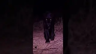 Beautiful black leopard captured in slow motion by Nick Kleer