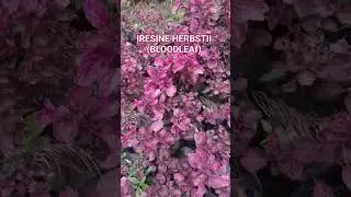 IRESINE HERBSTII PROVIDES A STRONG CONTRAST COLOR & A TROPICAL LOOK. #Gardening#landscaping.