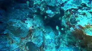 Cardinal Fish, Spot Banded Butterflyfish, Bristel Toothed Surgeon Fish, Moorish Idol